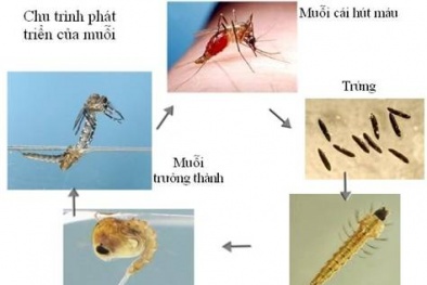 Dịch sốt xuất huyết có nguy cơ bùng phát tại phía Nam