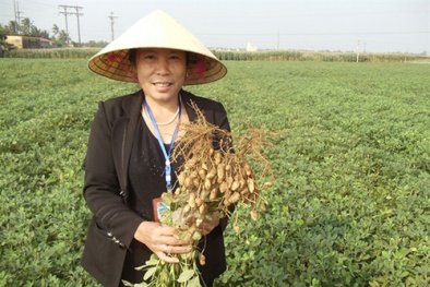 Triển khai trồng giống lạc L23 cho năng suất cao ở địa phương