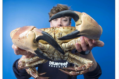 Cua biển khổng lồ sa lưới ngư dân