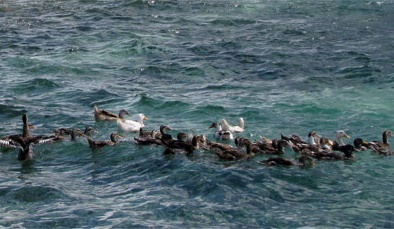 Mô hình vịt biển sinh sản nâng cao năng suất chăn nuôi vịt 