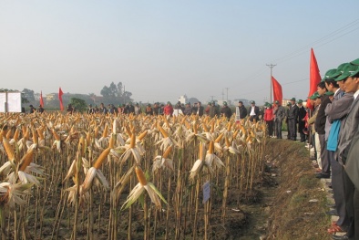 Quảng Trị: Thâm canh ngô trên chân ruộng thiếu nước cho năng suất cao