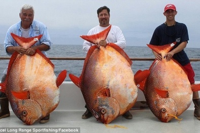 Phát hiện loài cá máu nóng đầu tiên tự làm ấm cơ thể