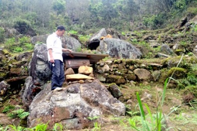 Cách nuôi ong hốc đá nâng cao chất lượng mật ong 