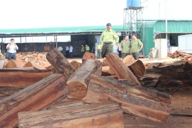 Đắk Lắk: Đột kích xưởng gỗ lậu, chủ xưởng bỏ trốn