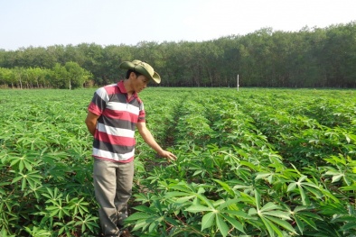 Kinh nghiệm trồng sắn cho năng suất cao ở địa phương