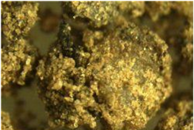 Nâng cao năng suất cây trồng bằng vật liệu các-bon từ bùn thải