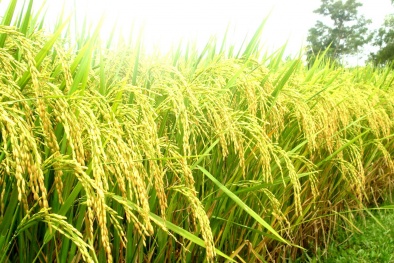 Giống lúa mới cho năng suất cao vượt trội ở Quảng Ngãi và Vĩnh Phúc