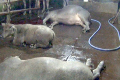 Tây Ninh: Lại xuất hiện trường hợp bơm nước vào trâu bò trước khi giết mổ