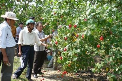 Ghép chồi cải tạo vườn điều giúp tăng năng suất