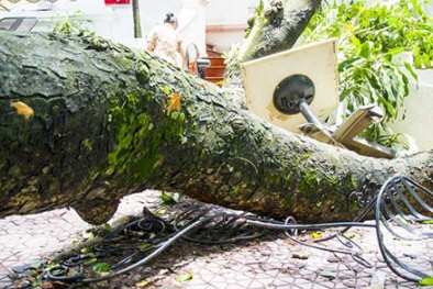 Cây xanh Hà Nội đổ gục trong mưa, nhà hàng chịu trận