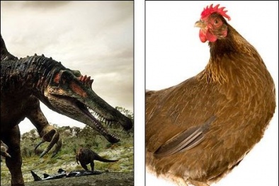 Khủng long 'sống lại' từ thí nghiệm chuyển đổi phôi gà