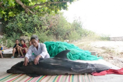 Bình Định: Cá heo hấp hối tựa thuyền ngư dân không chịu bơi đi