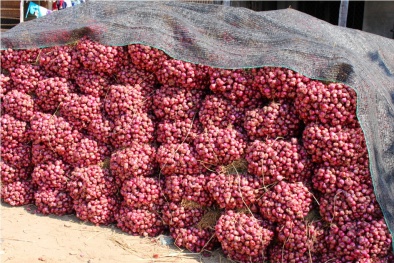 Cà Mau: Hiệu quả từ mô hình chuyển đổi trồng hành tím