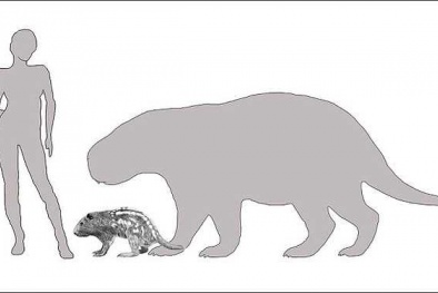 Bí ẩn loài chuột khổng lồ có kích thước lớn hơn người