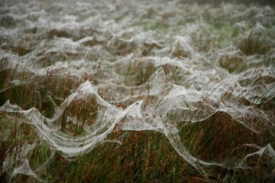 Ngỡ ngàng với mưa nhện kỳ lạ ở Australia