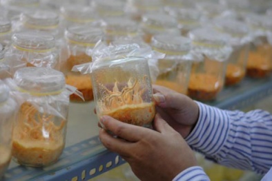 Hòa Bình: Kỹ thuật nuôi Đông trùng hạ thảo cho chất lượng cao gấp 3 Trung Quốc 