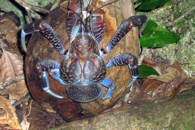 Tìm hiểu loài cua dừa 'quái vật' mang sức mạnh phi thường 