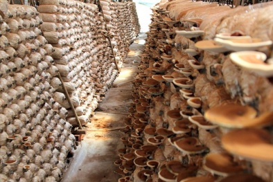 Cách thức trồng nấm linh chi cho năng suất cao