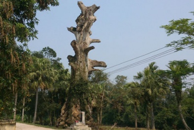 Cây di sản chết sau khi được vinh danh vì được chăm sóc quá tốt