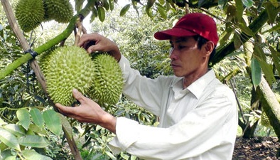 Tiền Giang: Kỹ thuật trồng sầu riêng nghịch vụ thu lợi nhuận cao