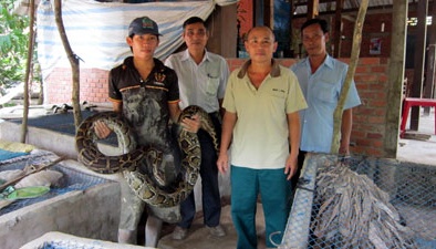 Tiền Giang: Nuôi trăn nhàn hơn nuôi heo mà vẫn 'khá'