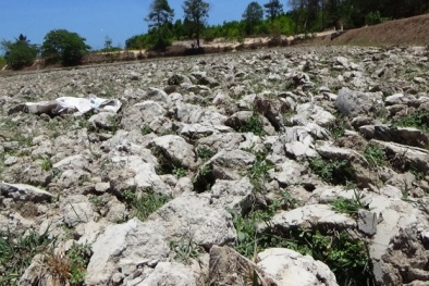 Bình Thuận có thể 'mất trắng' 45% diện tích gieo trồng vì hạn hán