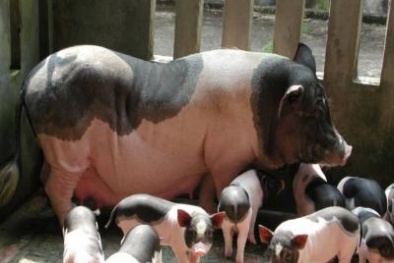 Kỹ thuật chọn giống nâng cao năng suất sinh sản của lợn nái