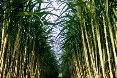 Tăng năng suất chất lượng mía nhờ kỹ thuật bón phân khoa học