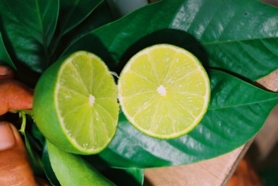 Tây Nam Bộ: Chanh không hạt cho năng suất, thu nhập cao