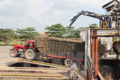 Ứng dụng cơ giới hóa giúp tăng năng suất ngành mía đường