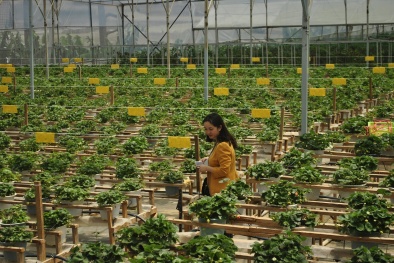 Chuyển giao nhiều kết quả nghiên cứu KH&CN tại Lào Cai