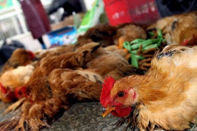 Bộ Y tế vào cuộc vụ phát hiện ổ cúm gia cầm ở Ninh Thuận