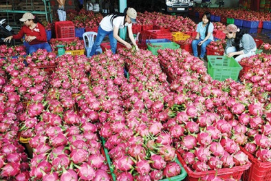 Thanh long Việt Nam rất được 'chuộng' ở Trung Quốc