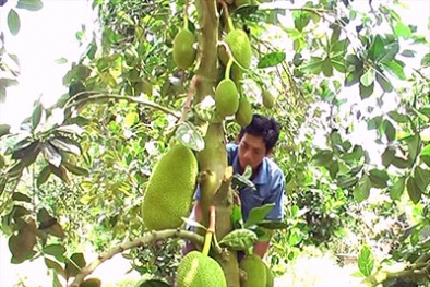 Tiền Giang: Thoát nghèo nhờ mô hình trồng mít Thái siêu sớm