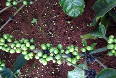 Cách thức bón phân giúp tăng chất lượng cây cà phê