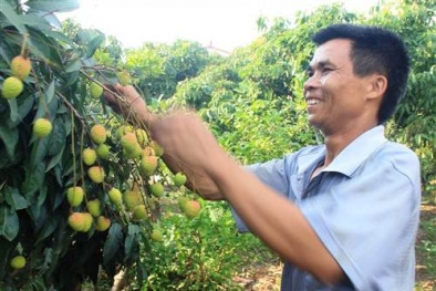 Kinh đô vải thiều trước 'nguy cơ' bội thu