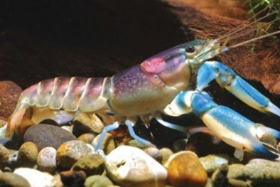 Giải mã vẻ đẹp bí ẩn của loài tôm Ngân Hà đẹp nhất hành tinh