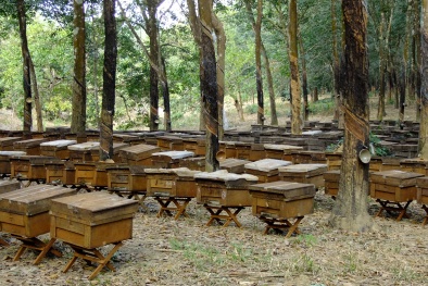 Sử dụng sữa chua để tăng năng suất nuôi ong mật