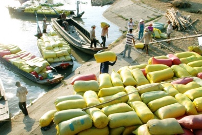 Một nửa gạo xuất khẩu mang thương hiệu quốc gia
