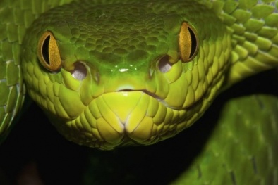 Rắn độc chui vào nhà cắn người ở Bình Dương