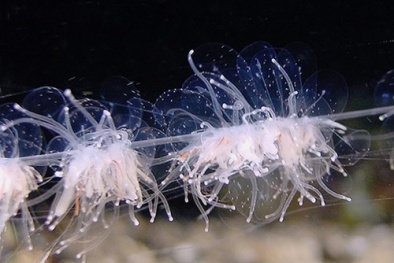 Loài sinh vật trong suốt kỳ lạ nhất thế giới