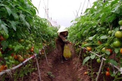 Tăng năng suất nhờ mô hình trồng cà chua ghép trên gốc cà tím trái vụ