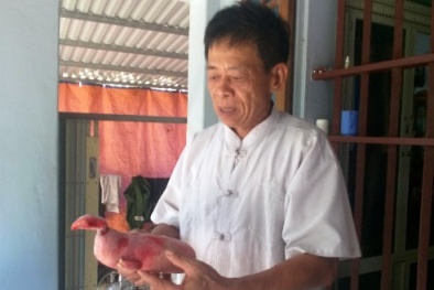 Chuyện lạ xứ Thanh: Lợn đẻ ra quái vật đầu gà