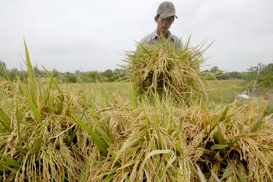 Kỹ thuật canh tác lúa giảm phát thải khí nhà kính, tăng năng suất