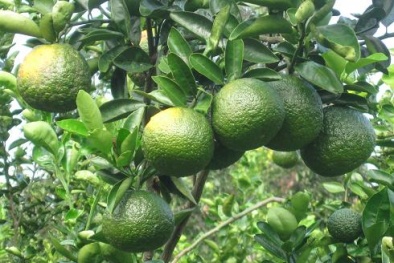 Ứng dụng tiến bộ kỹ thuật giúp cây cam sành đạt năng suất cao