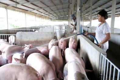 Viêm não Nhật Bản dễ tấn công hộ gia đình nuôi lợn 