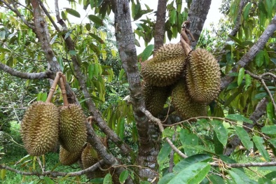Áp dụng khoa học kỹ thuật để tăng năng suất sầu riêng