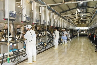 Công nghệ 'robot vắt sữa' tăng năng suất và chất lượng sữa bò