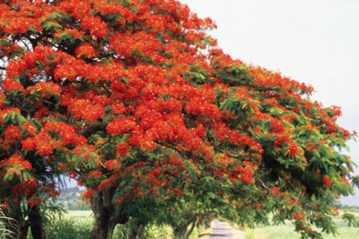 Dự báo thời tiết hôm nay 26/5: Nắng nóng diện rộng ở Bắc Bộ