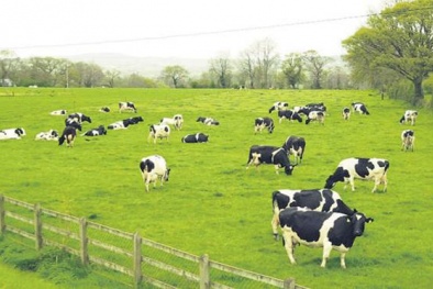 Kinh nghiệm nuôi bò sữa cho năng suất cao ở Mỹ